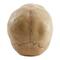 7" Grinning Highly Realistic Replica Human Skull Statue Home Décor